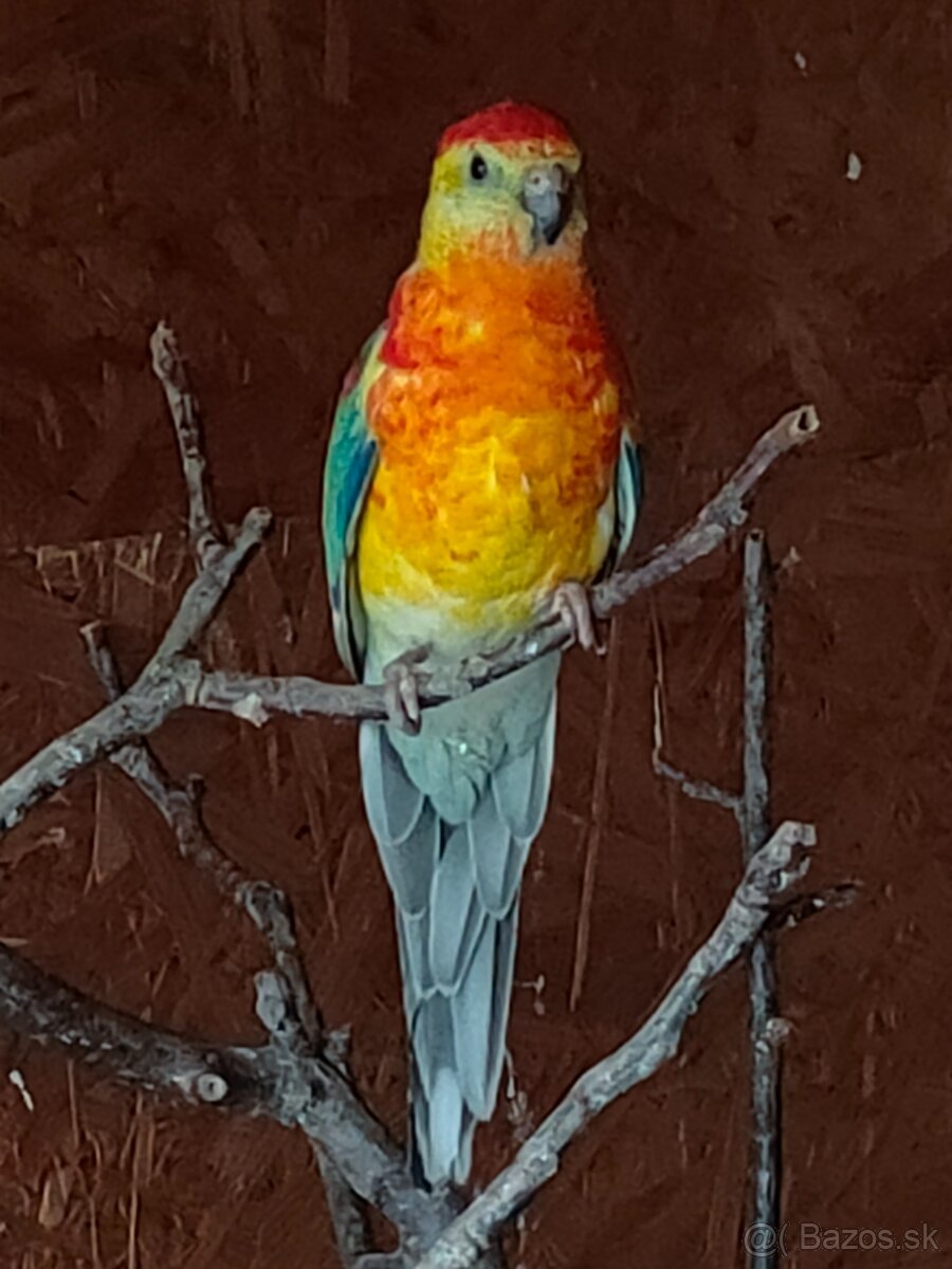 Papagáj spevavy - 3