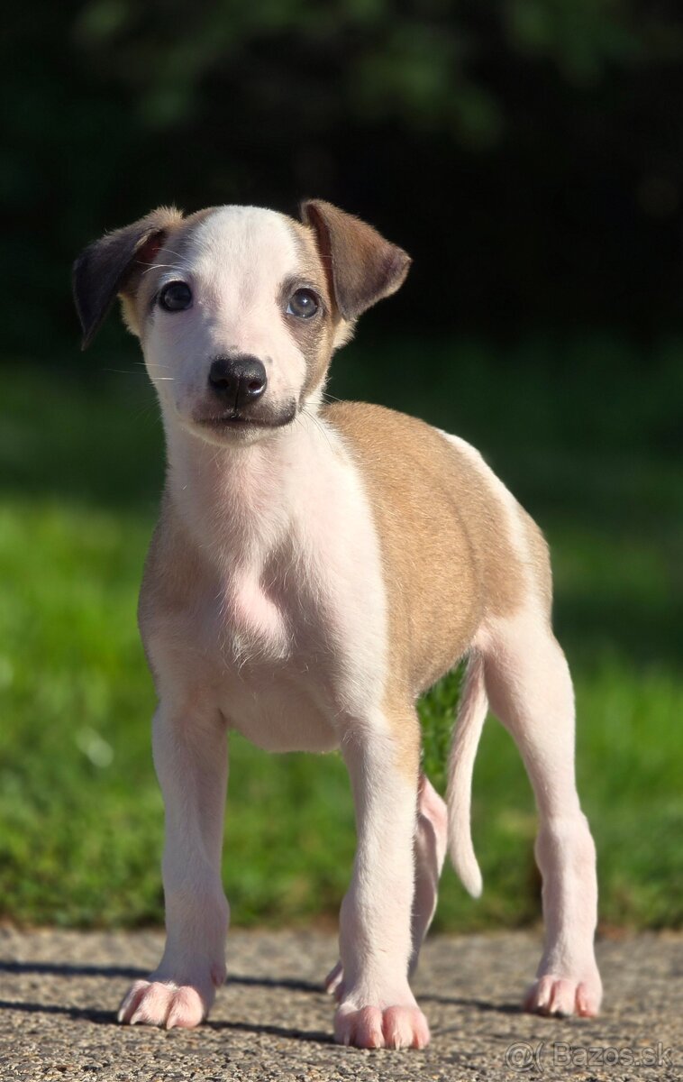 Vipet, Whippet s PP - 3