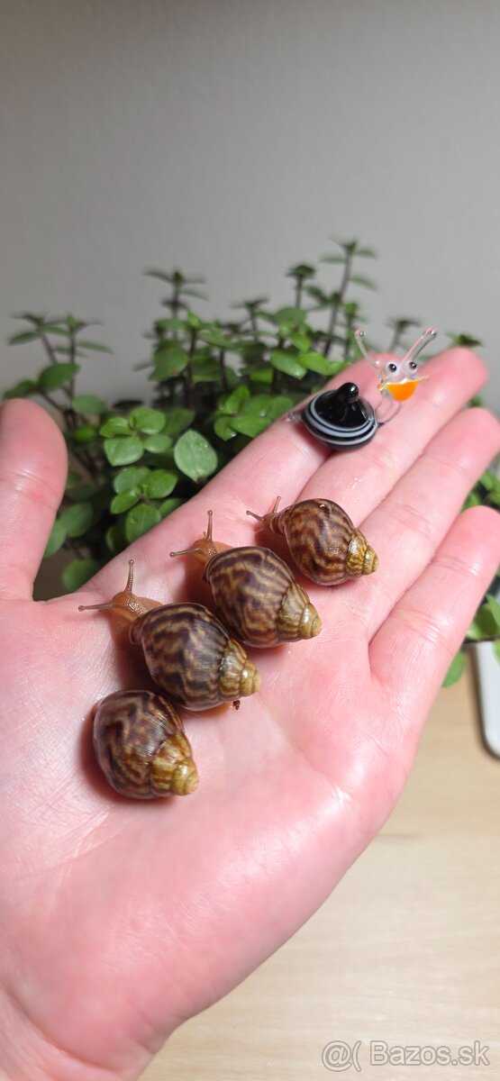 Africký slimák - 3