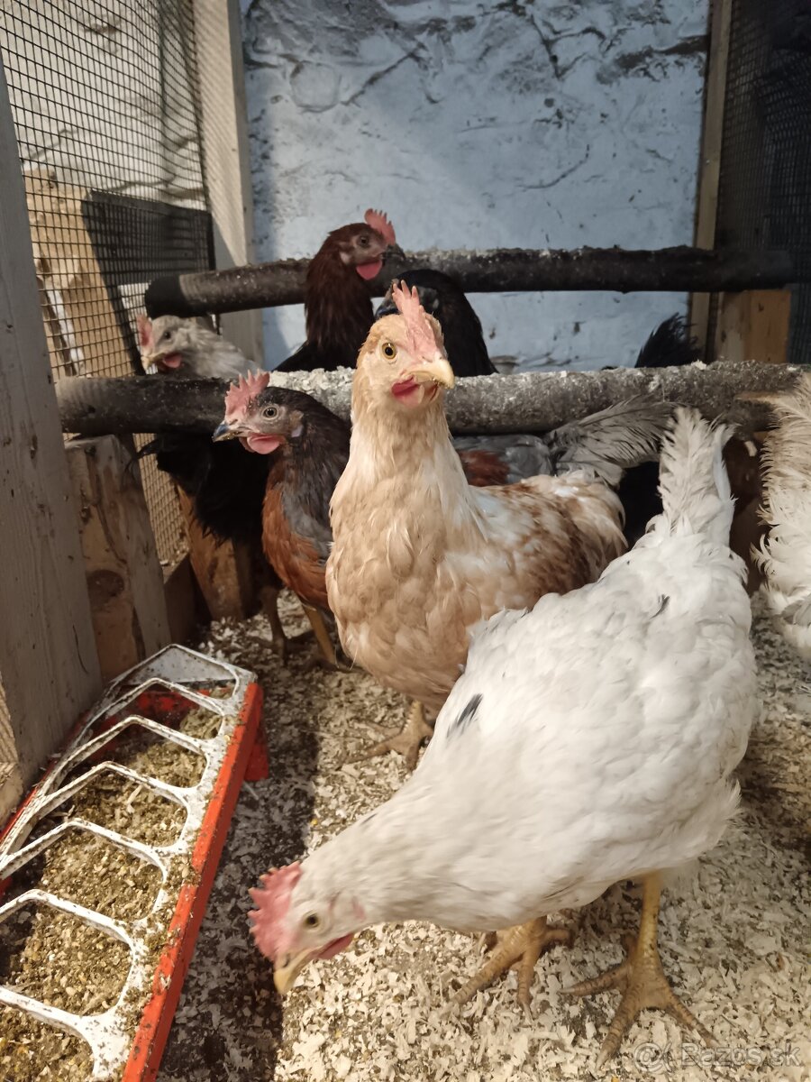 Predám mladé kohúty - 3