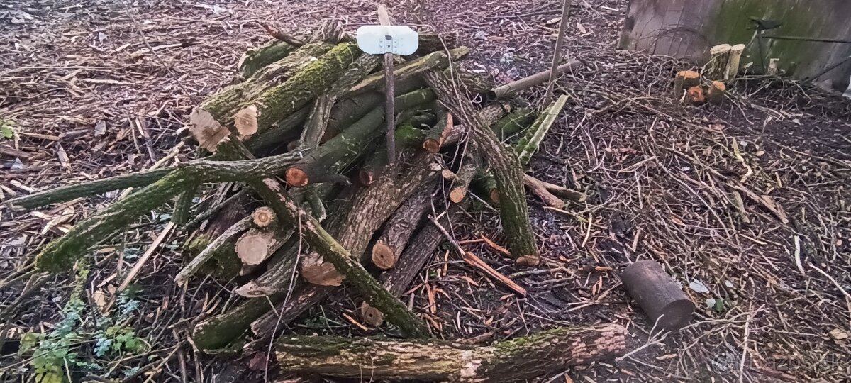 Drevo na predaj. - 3