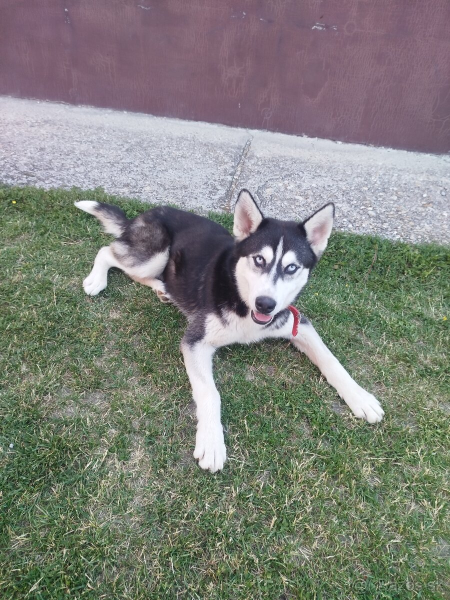 Sibírsky husky - 3