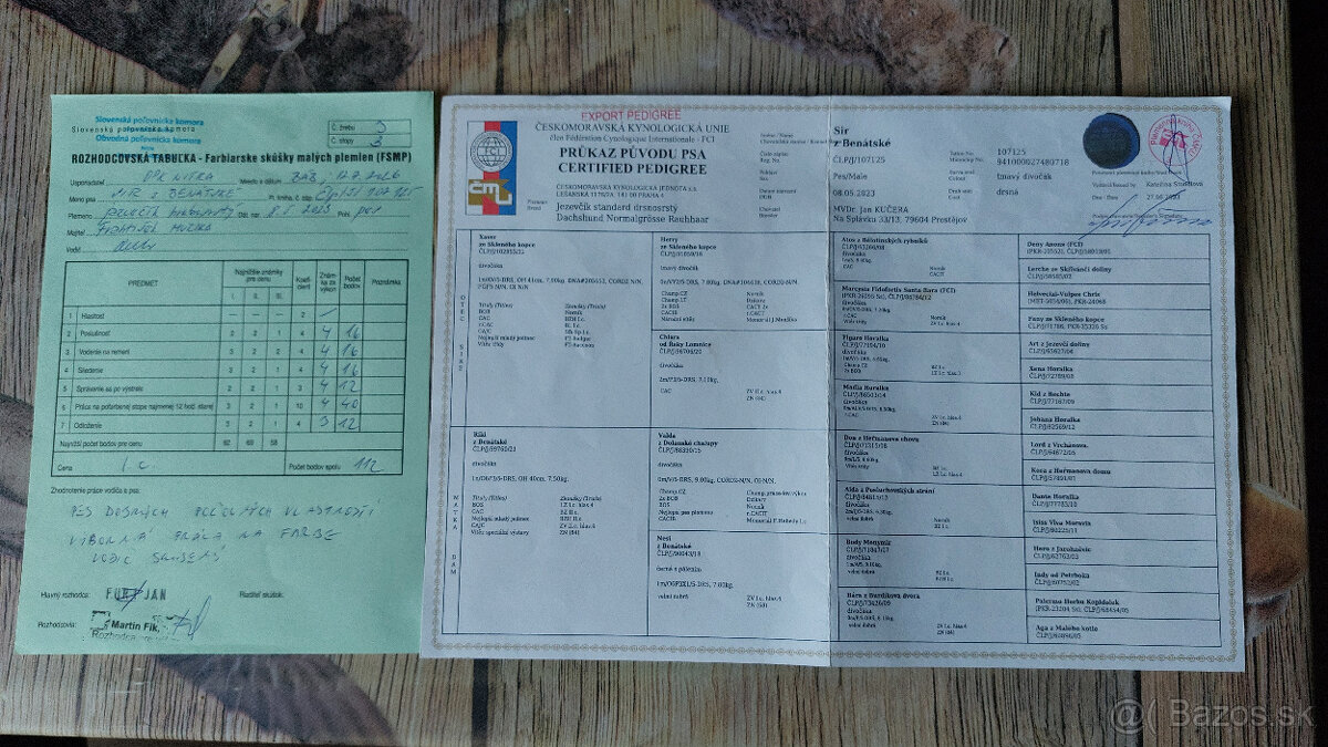Jazvečík hrubosrstý - 3