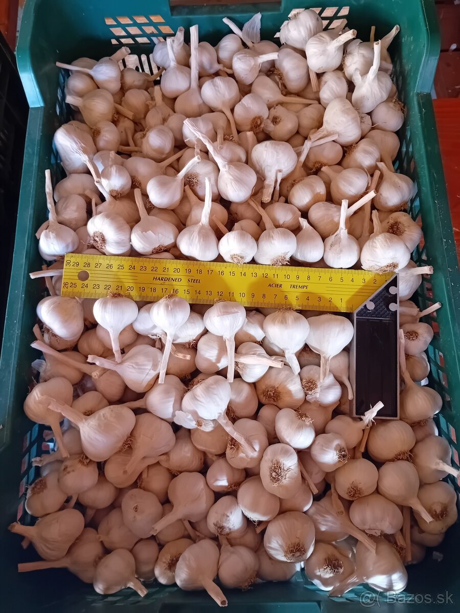 Predám domáci jarný cesnak - 3