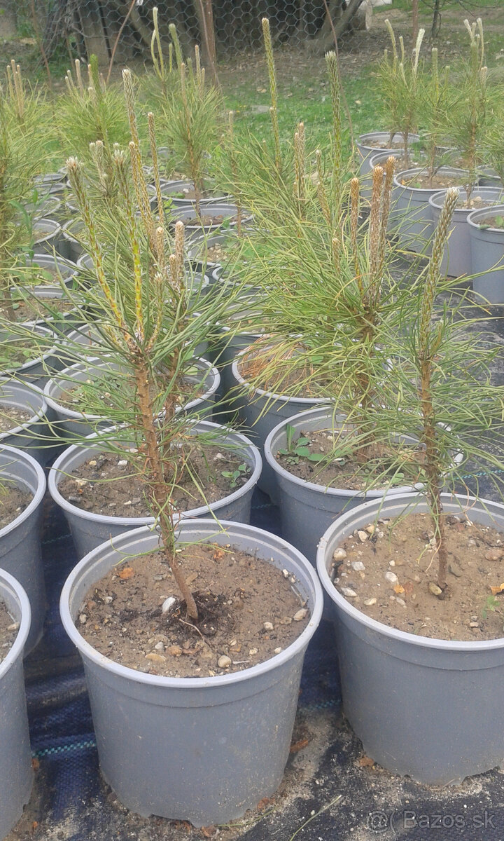 Borovica čierna ihličňan - 3