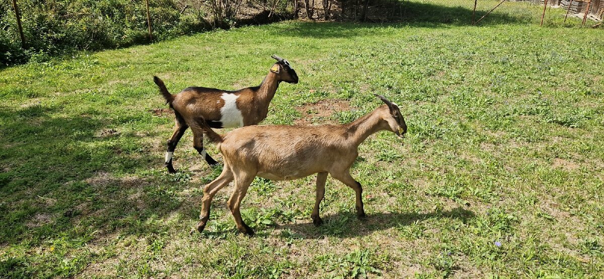 Angulobijske kozy - 3