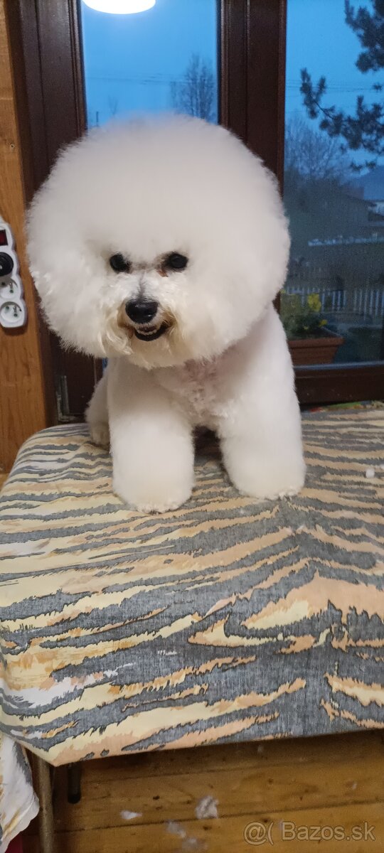 Bichon frise (bišonik) šteniatko s PP - 3