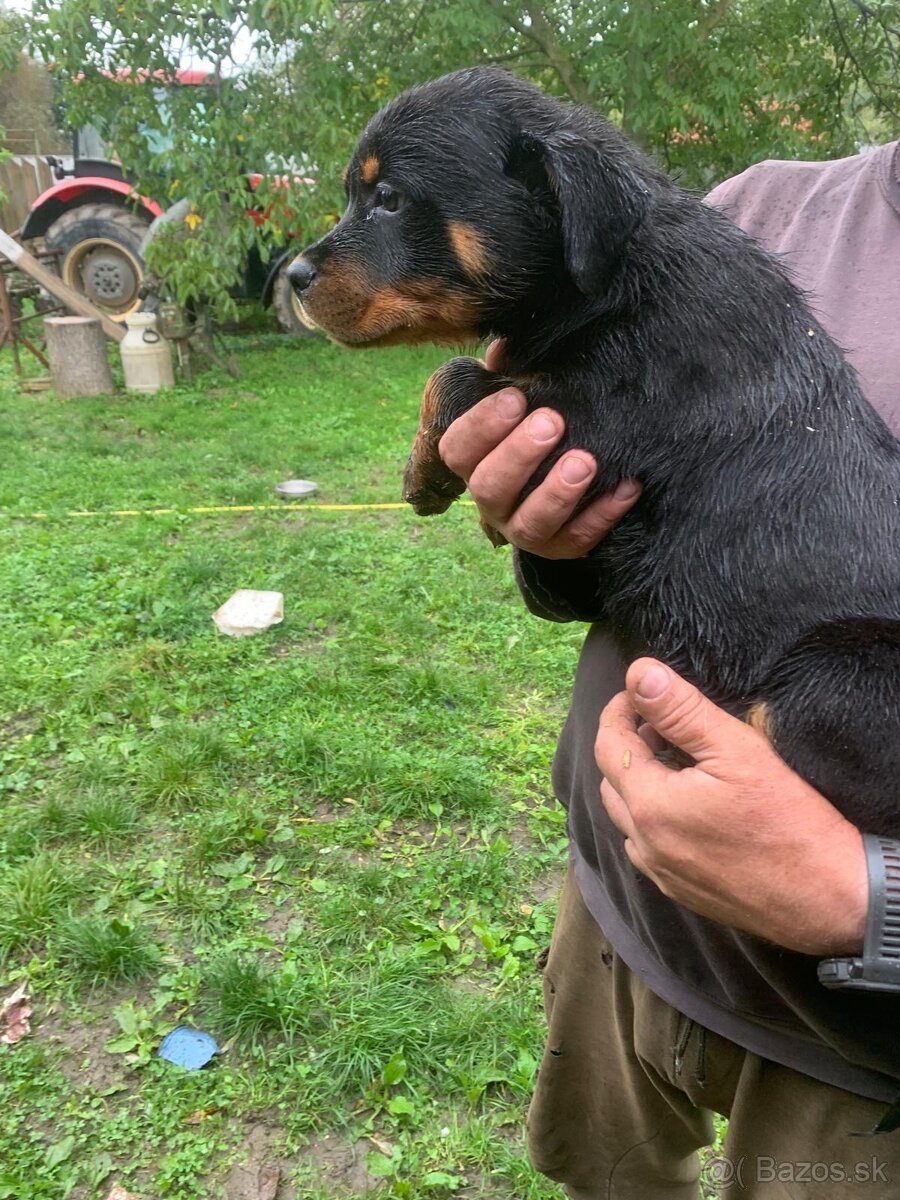 Rotvajler, rtw, rottweiler - 3