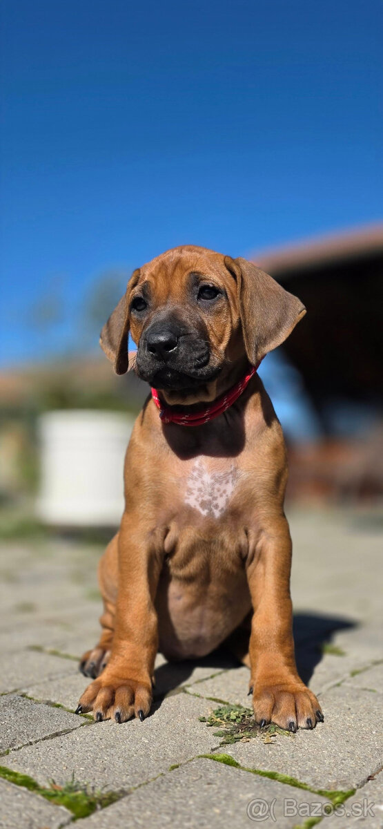 Rhodesian Ridgeback / Rodézsky ridgeback s fci PP - 3