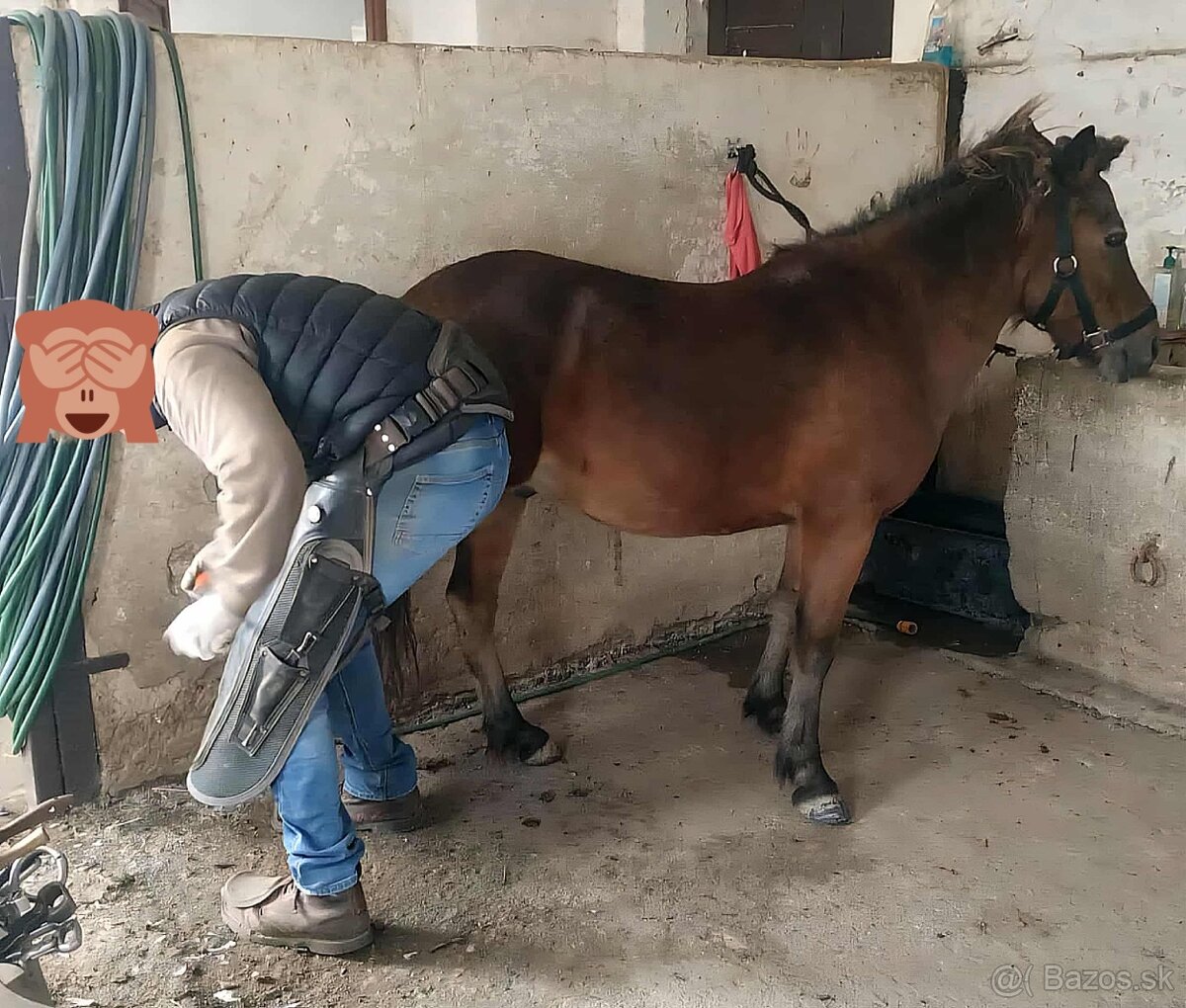 Poník - 3
