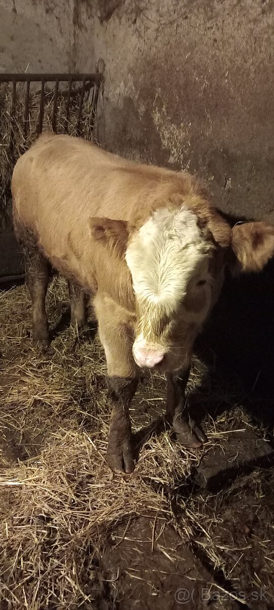 Predám býka Simental a jalovicu SS - 3