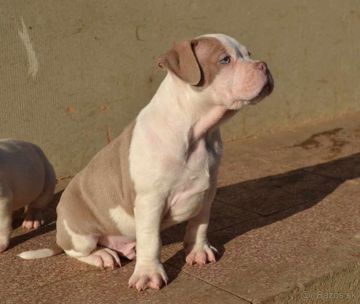 American bully pocket / standard - 3
