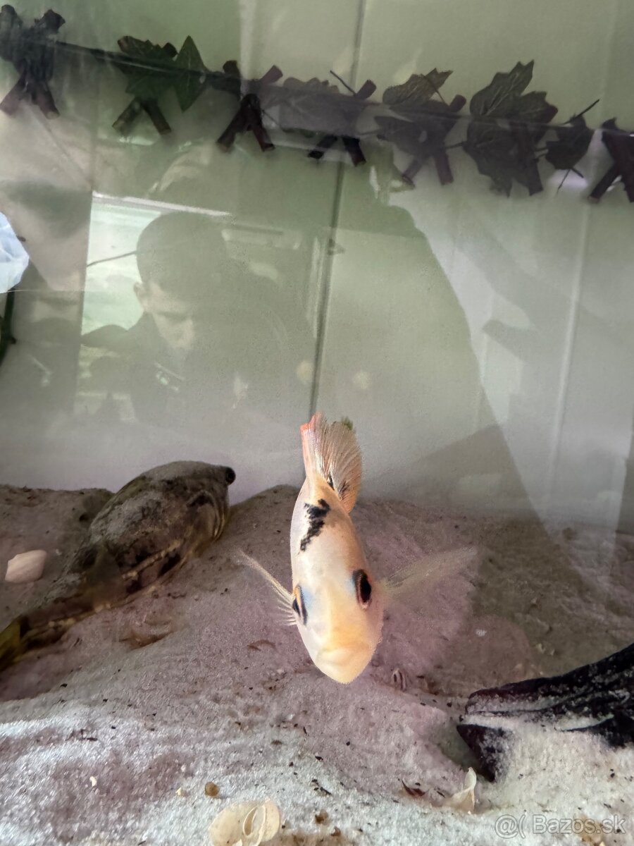 Amphilophus Citrinellus - 3