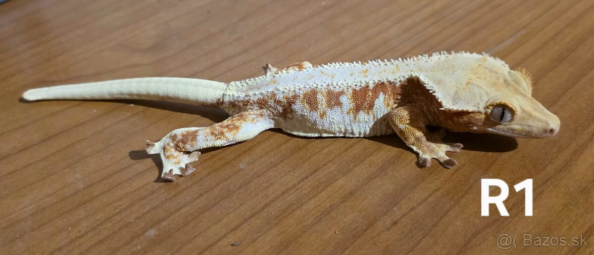 Pagekón riasnatý - 3