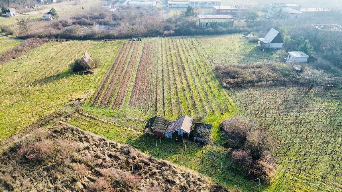 VINICE, TOKAJ- VINIČKY - 3