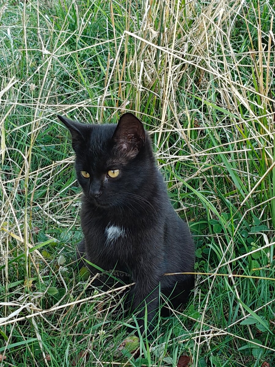 Darujem mačičky - 3