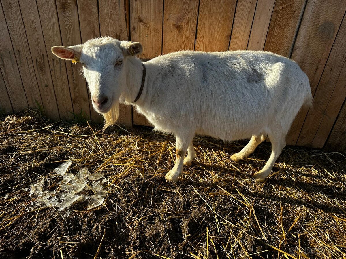 Koza , kozičky , kozy - 3