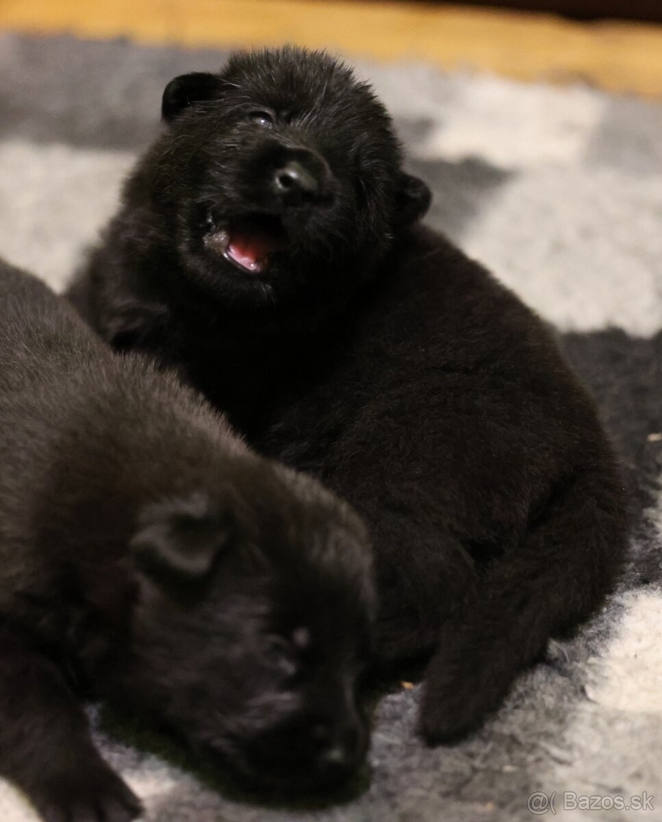 Nemecký ovčiak s PP - 3