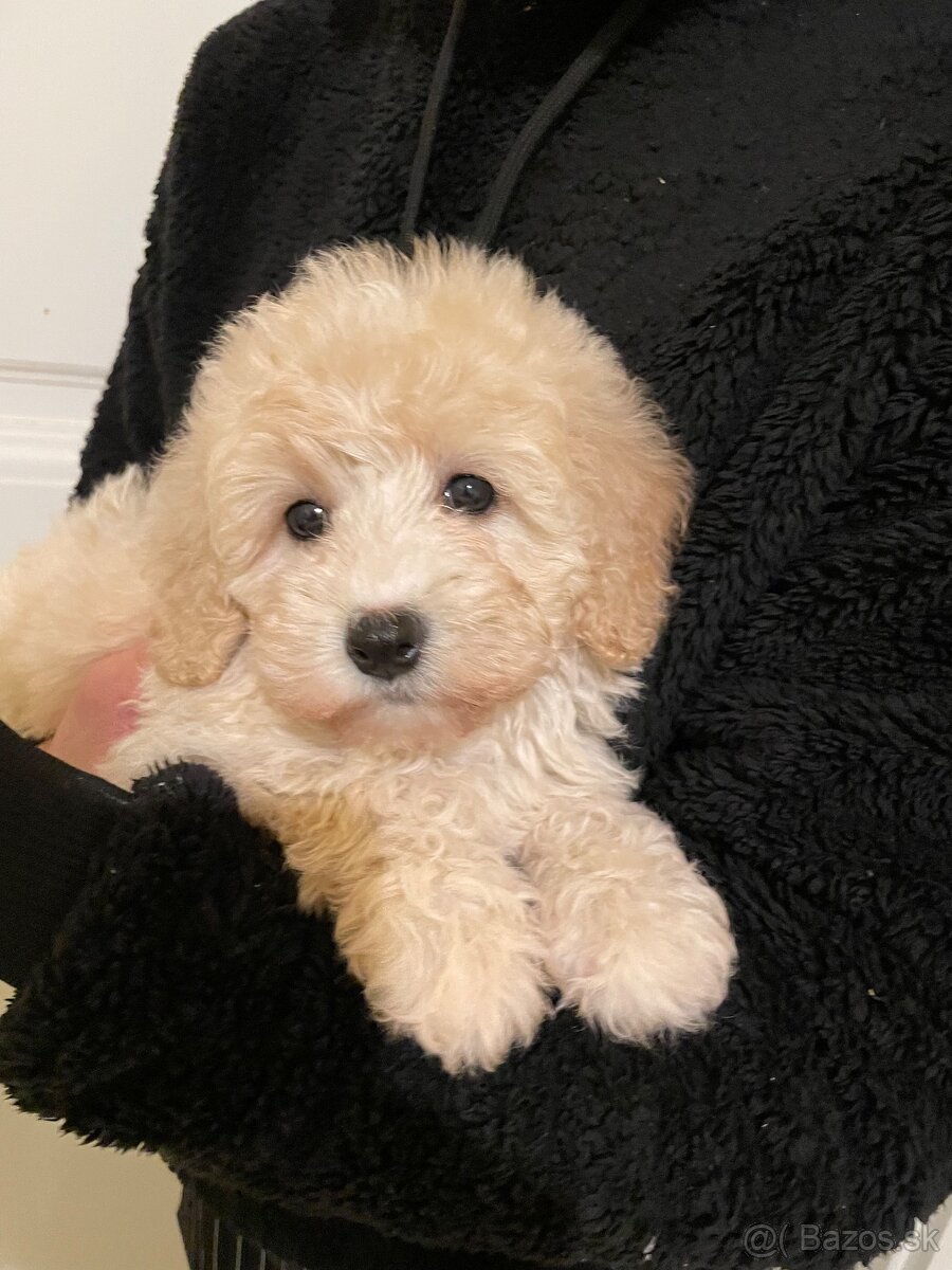 Maltipoo - 3