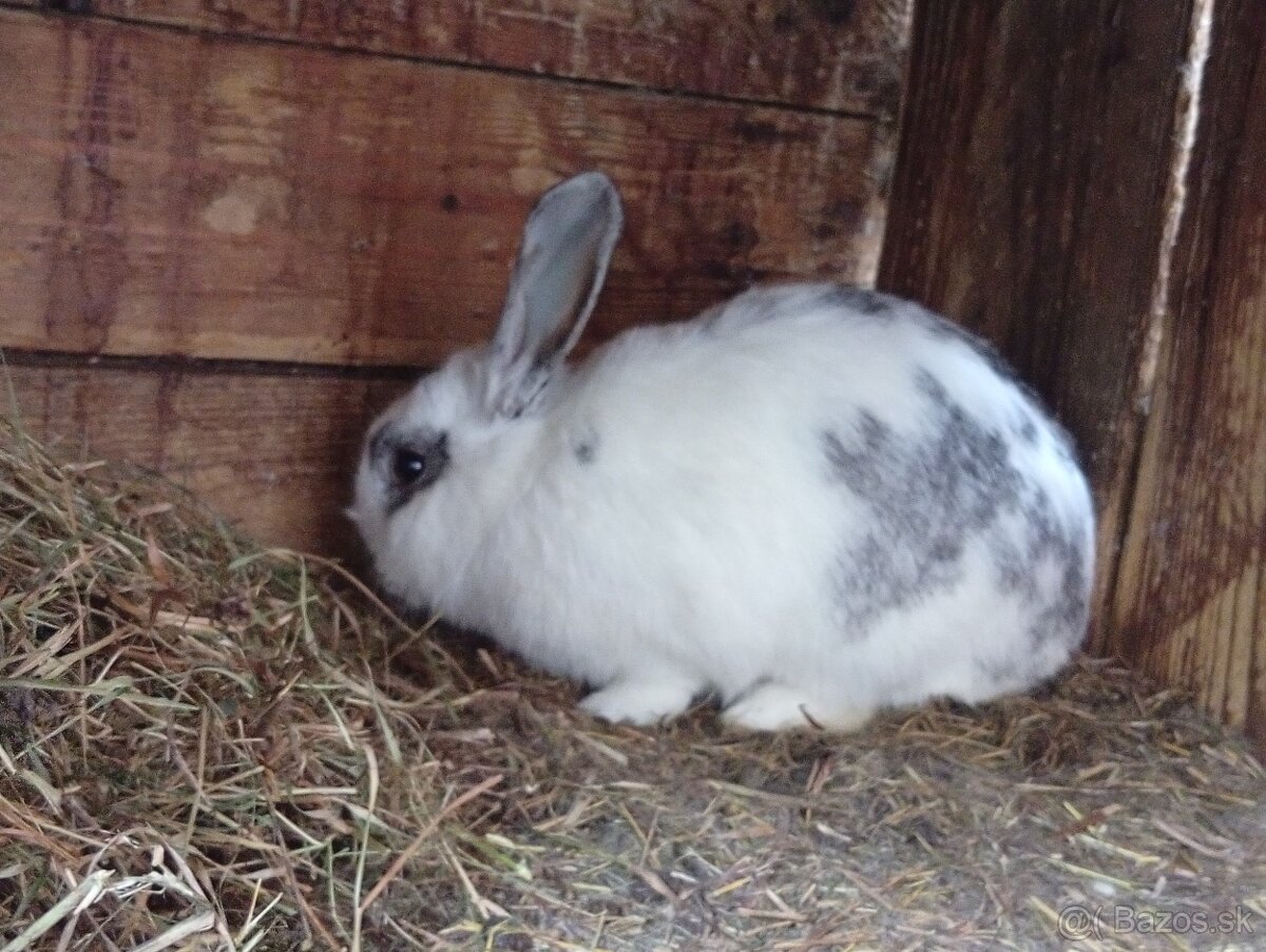 Predam králiky. - 3