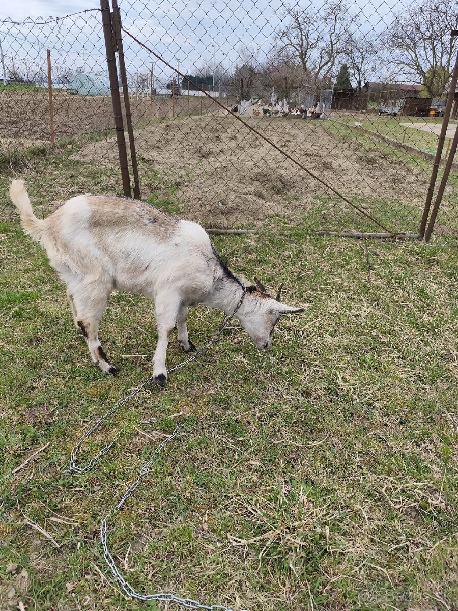 Predám kozy - 3
