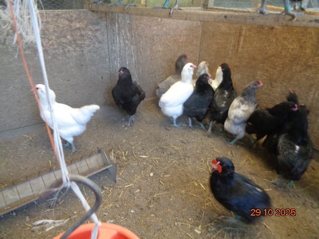 Ameraucana-sliepky - 3