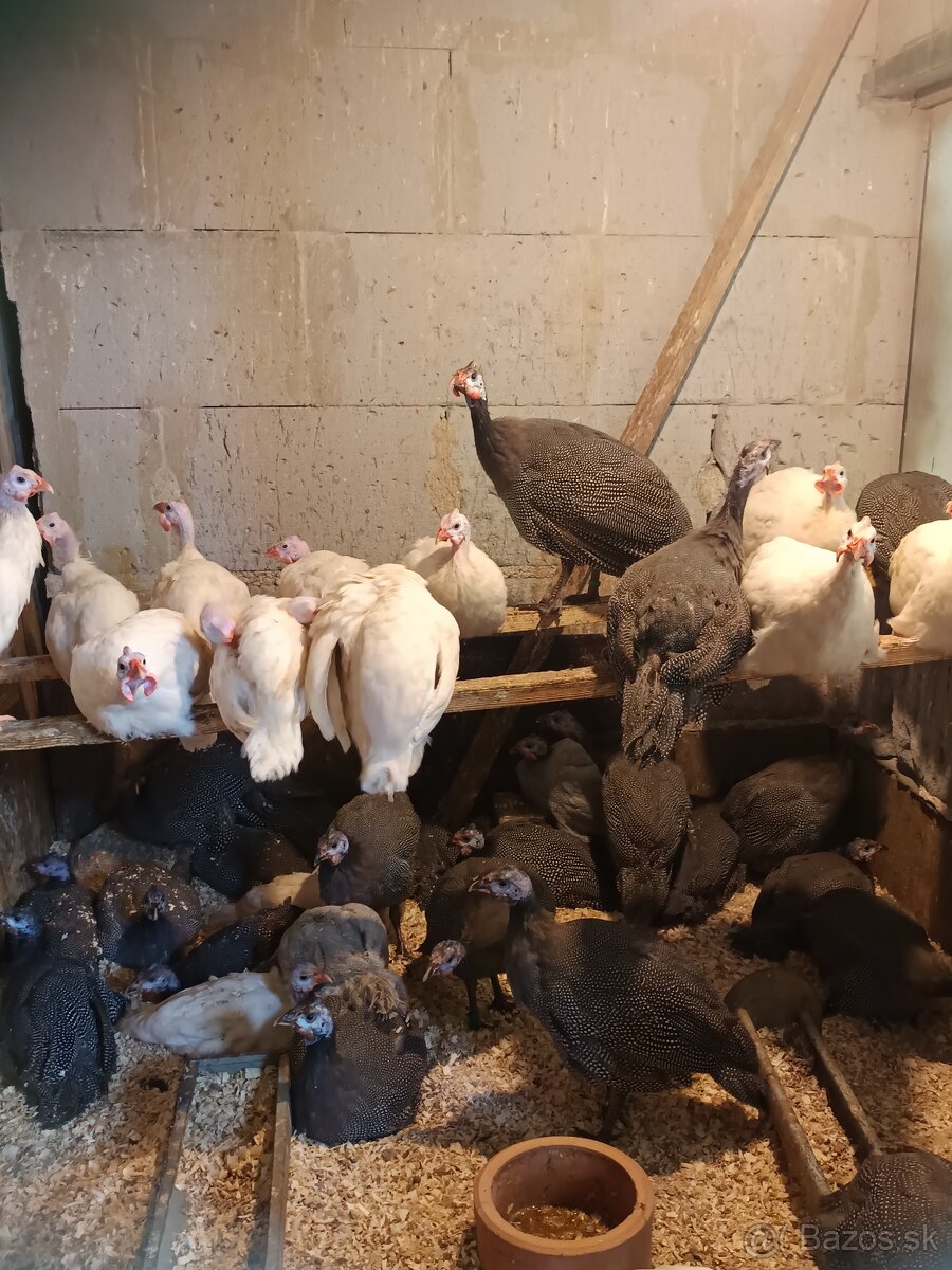 Perličky bílé a divoké s úplným perlením - 3