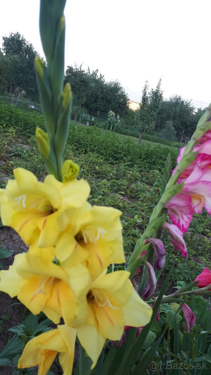 Predám hľuzy gladiol - 3