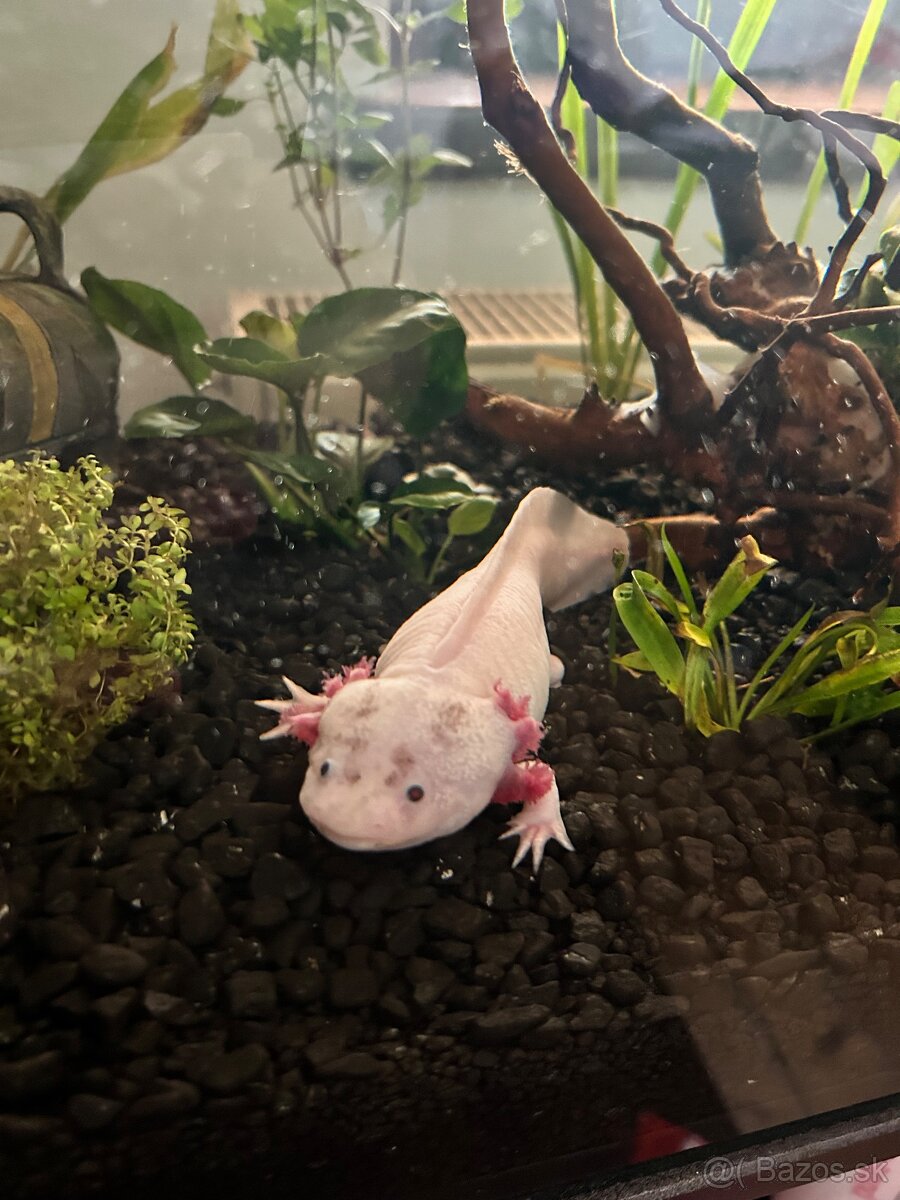 Axolot - 3