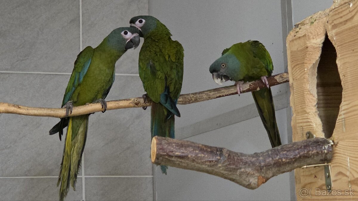 Ara horská - Primolius couloni - 3