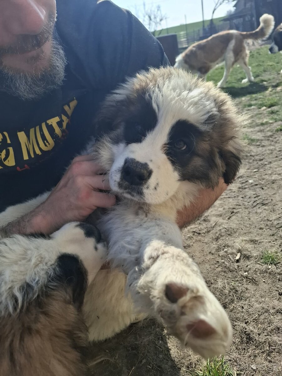 Šteniatko bernardína - 3