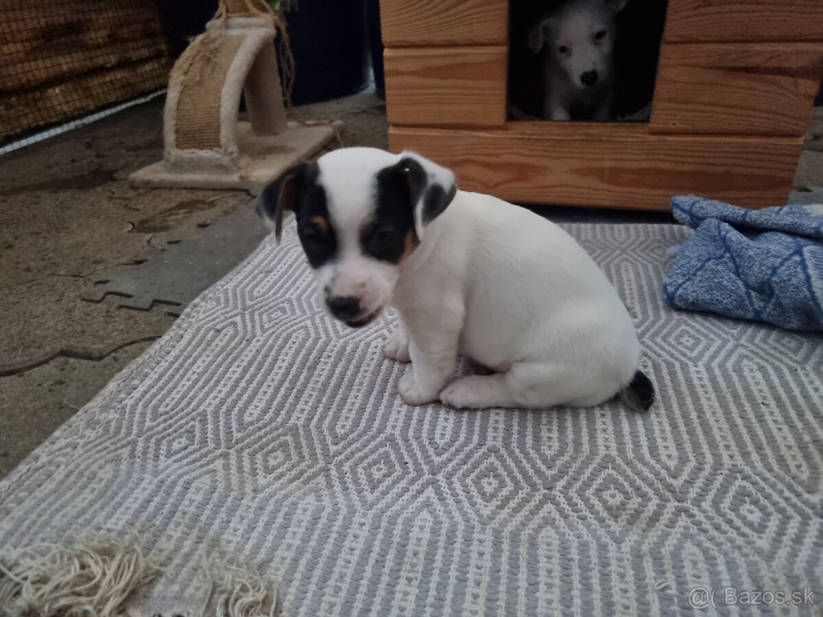Predam štenatá Jack Russel terier - 3