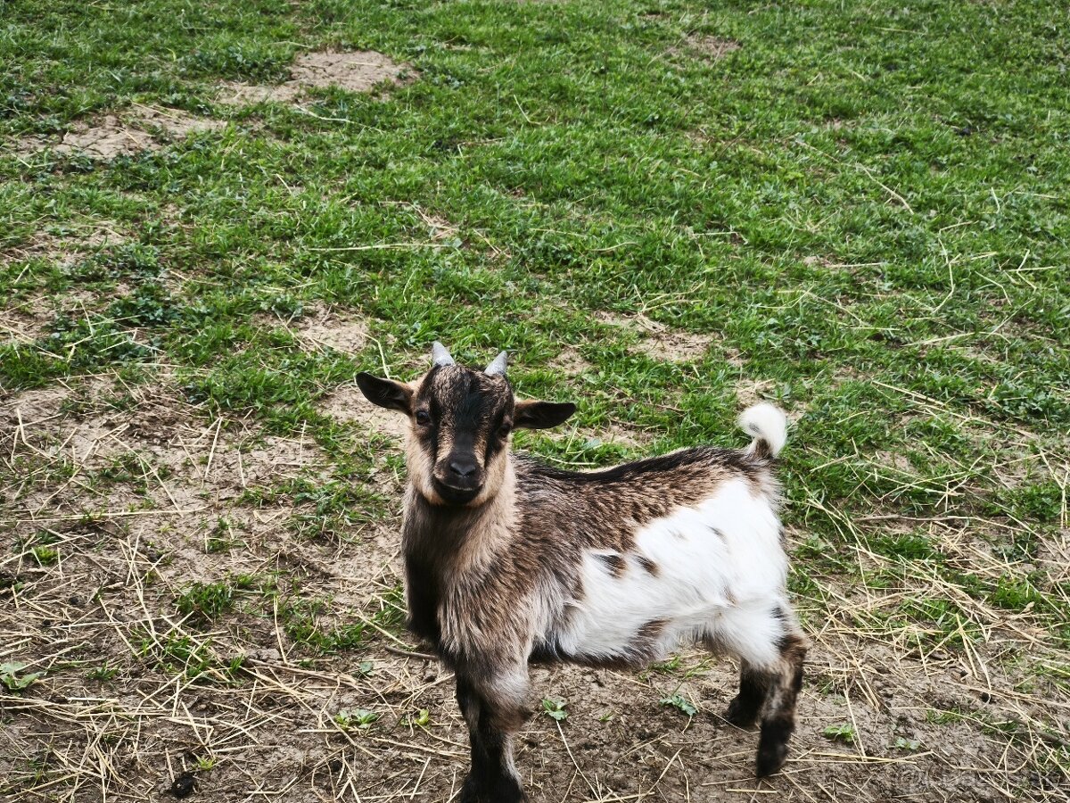 Predám holandské minikozičky - 3