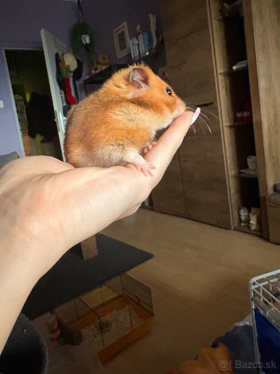 sýrsky škrečok - 3