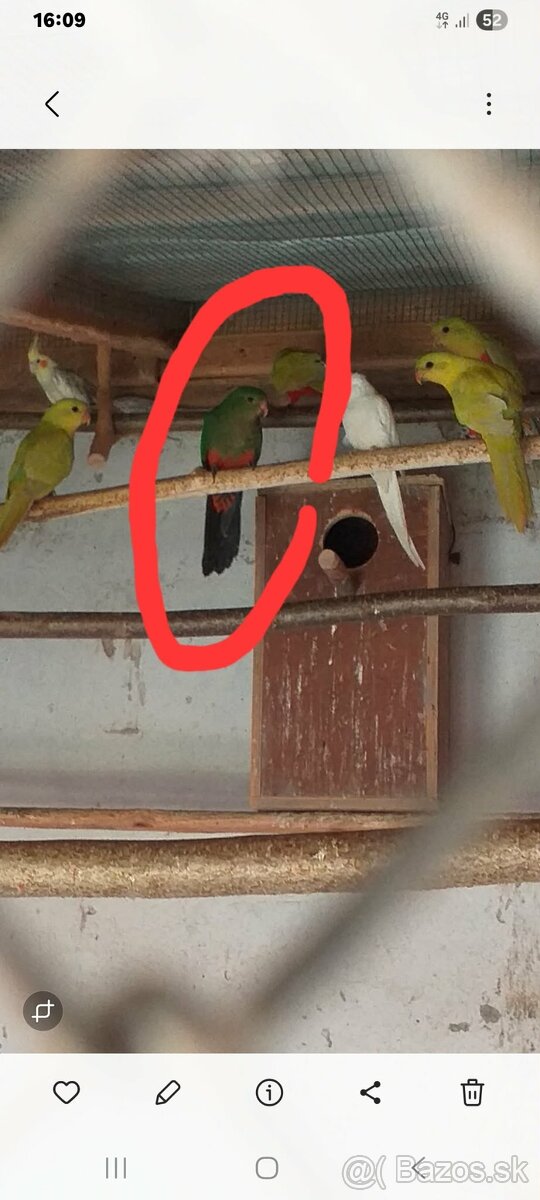 Papagáj kráľovský - 3