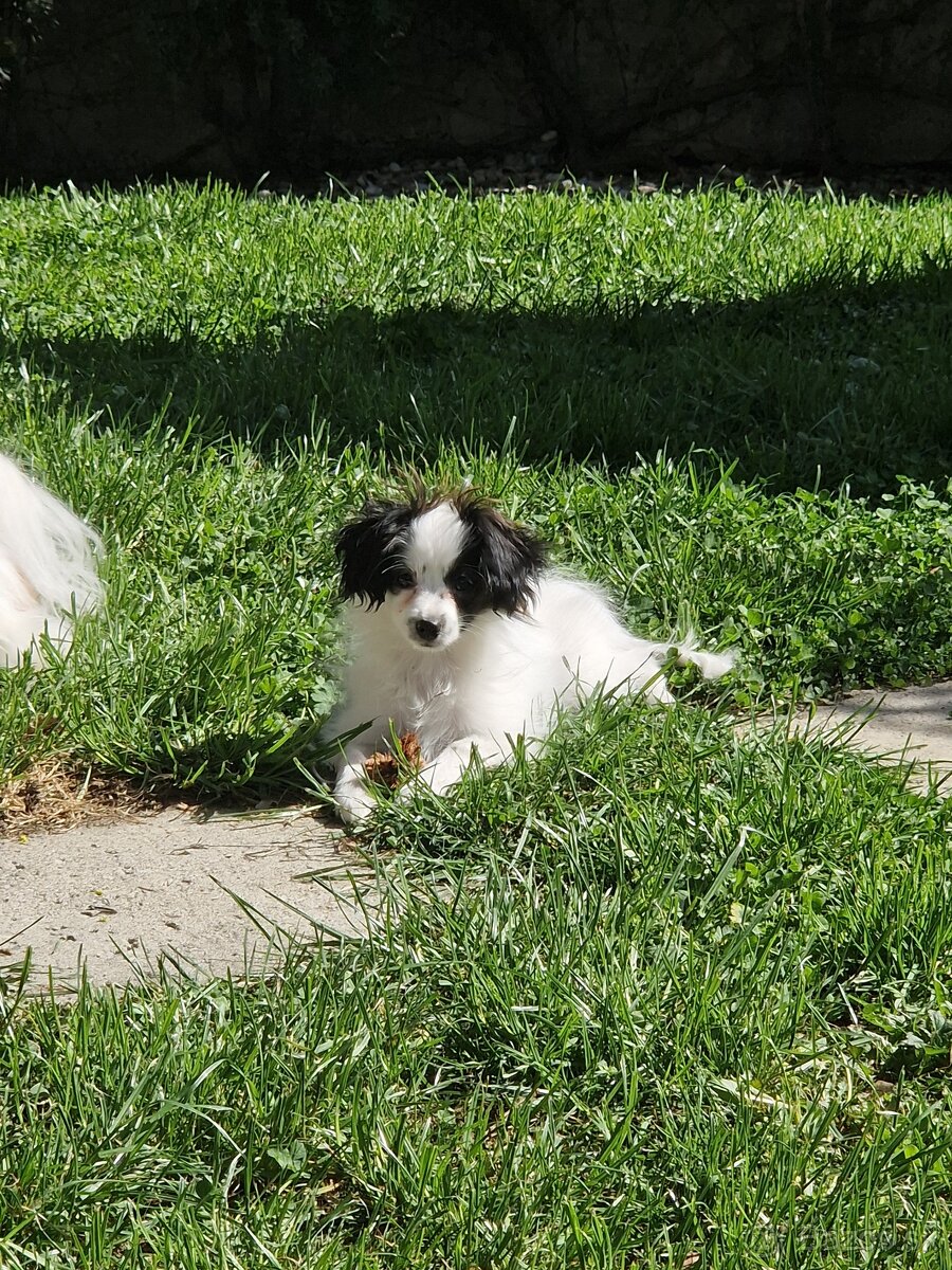 Papillon šteniatko phalene - 3