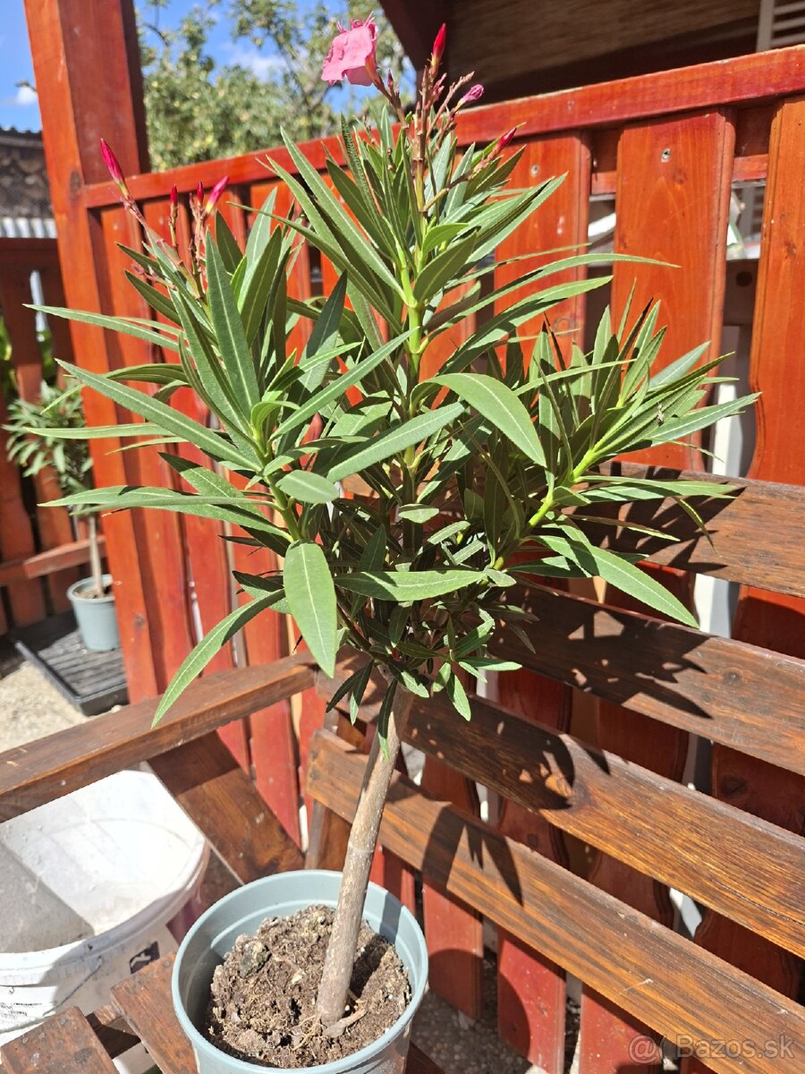 OLEANDER - 3