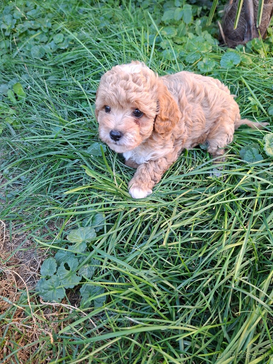 Mini maltipoo,maltipo - 3