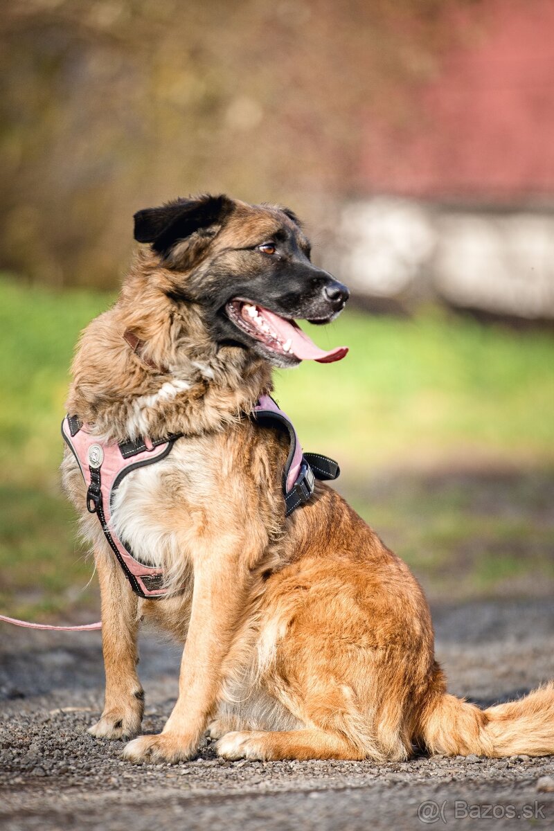 Darujem mohutnú sučku pandu - mix leonberger - 3