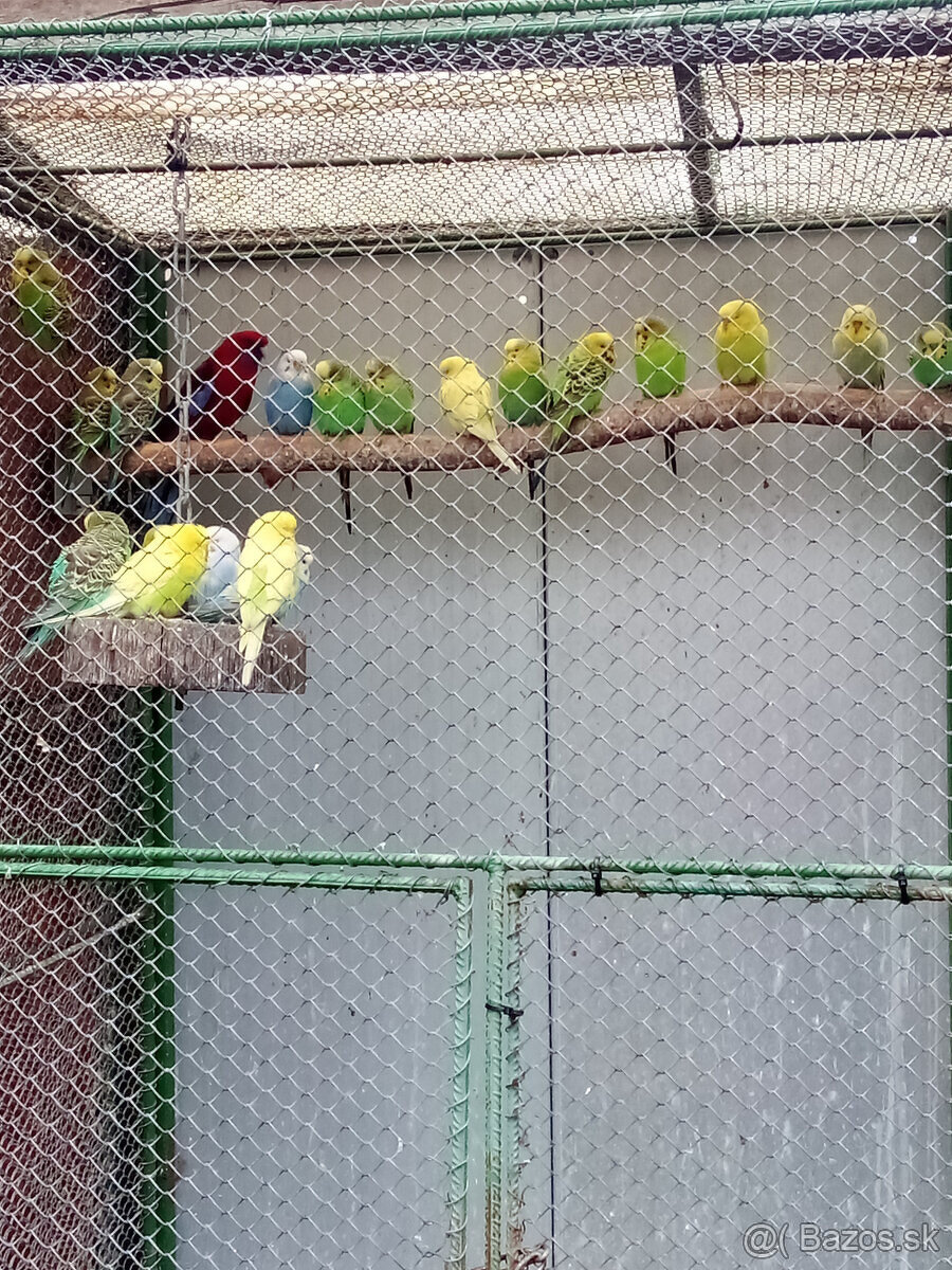 andulky- krúžkované - 3