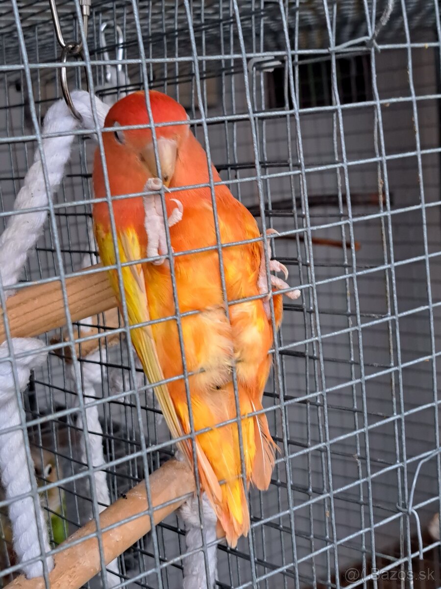 Agapornis ružovohrdlý pár - 3