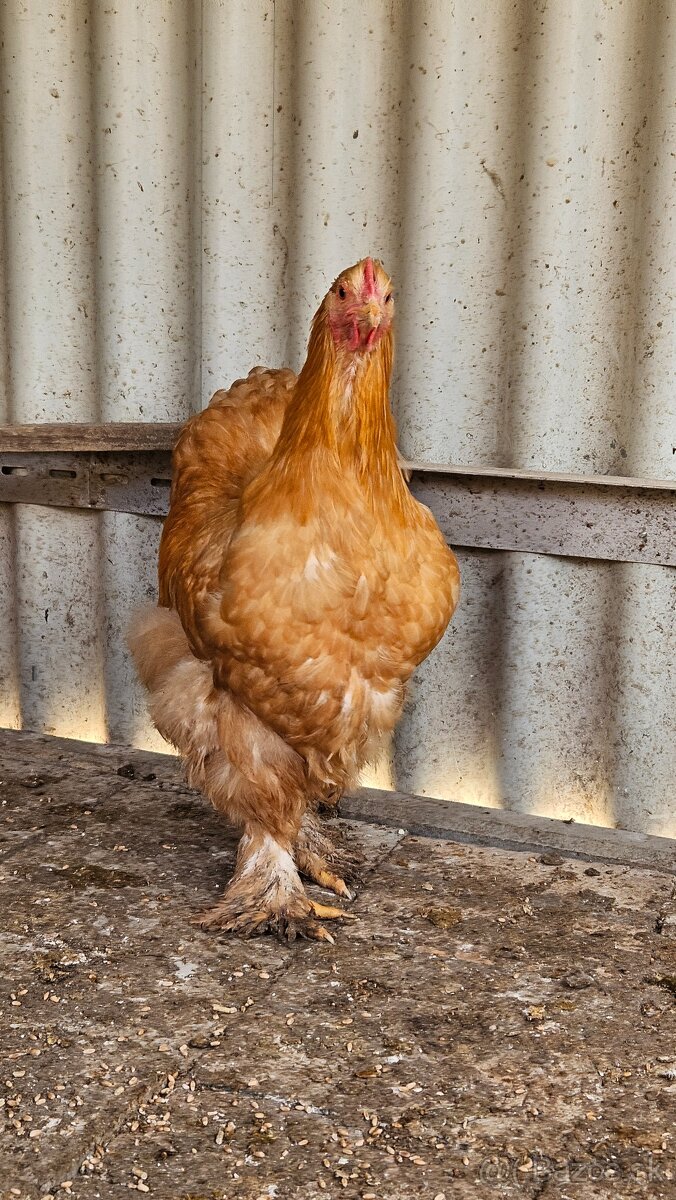 Kohút Kočinka - veľká forma - 3