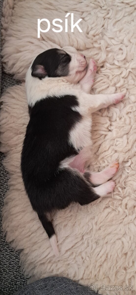 Border kólia šteniatka - 3