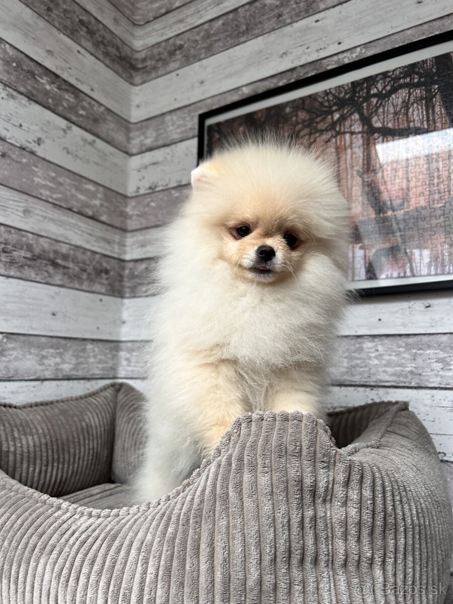 Pomeranian s PP, Chovatelská stanica Nucháčik poms - 3