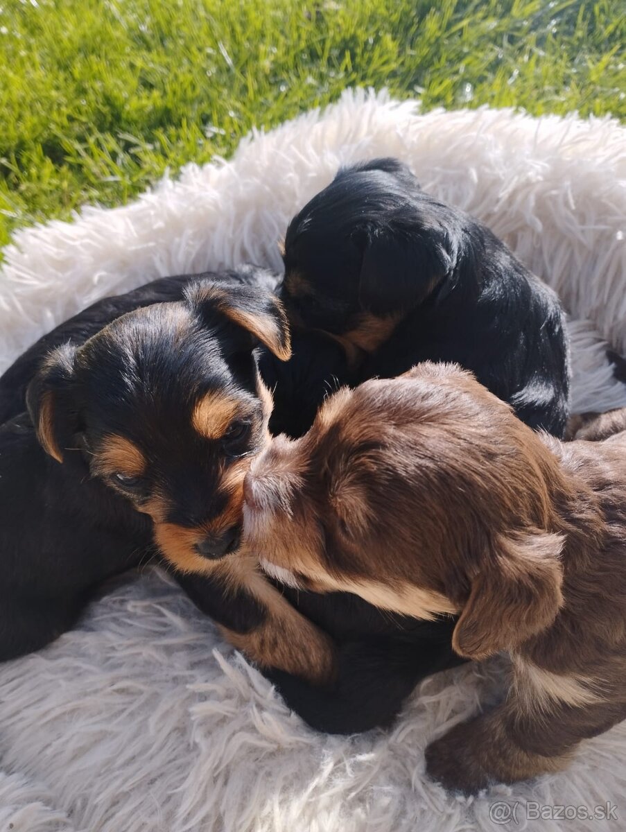 Čokoládová sučka Yorkshira. - 3