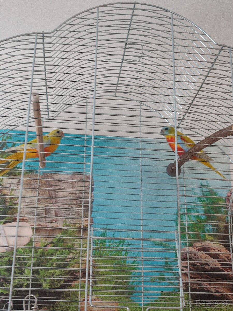 Neoféma tyrkysová - 3