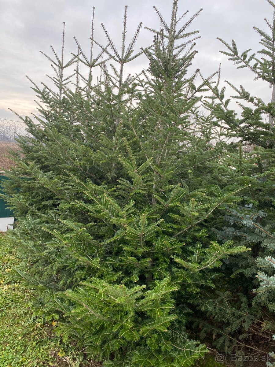 Vianočné stromčeky - 3