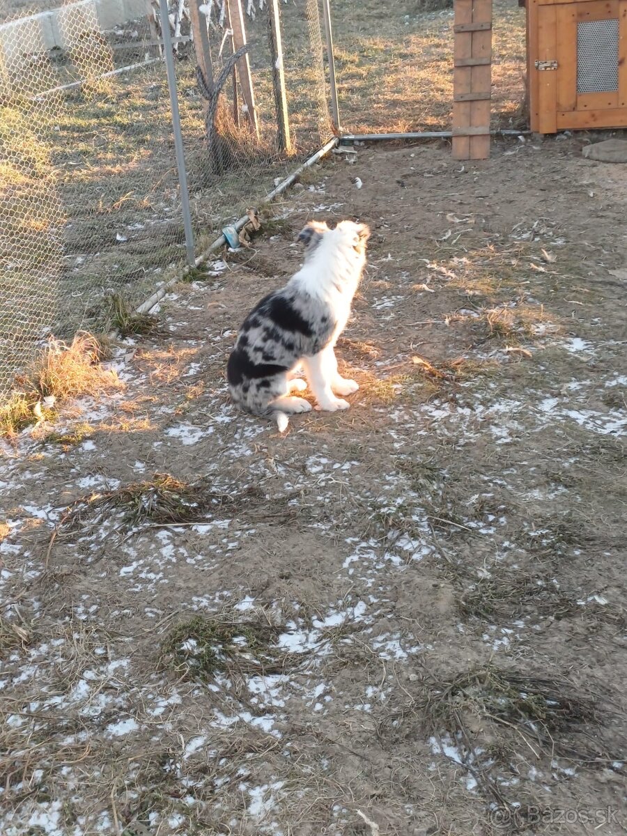 Predám border kóliu - 3