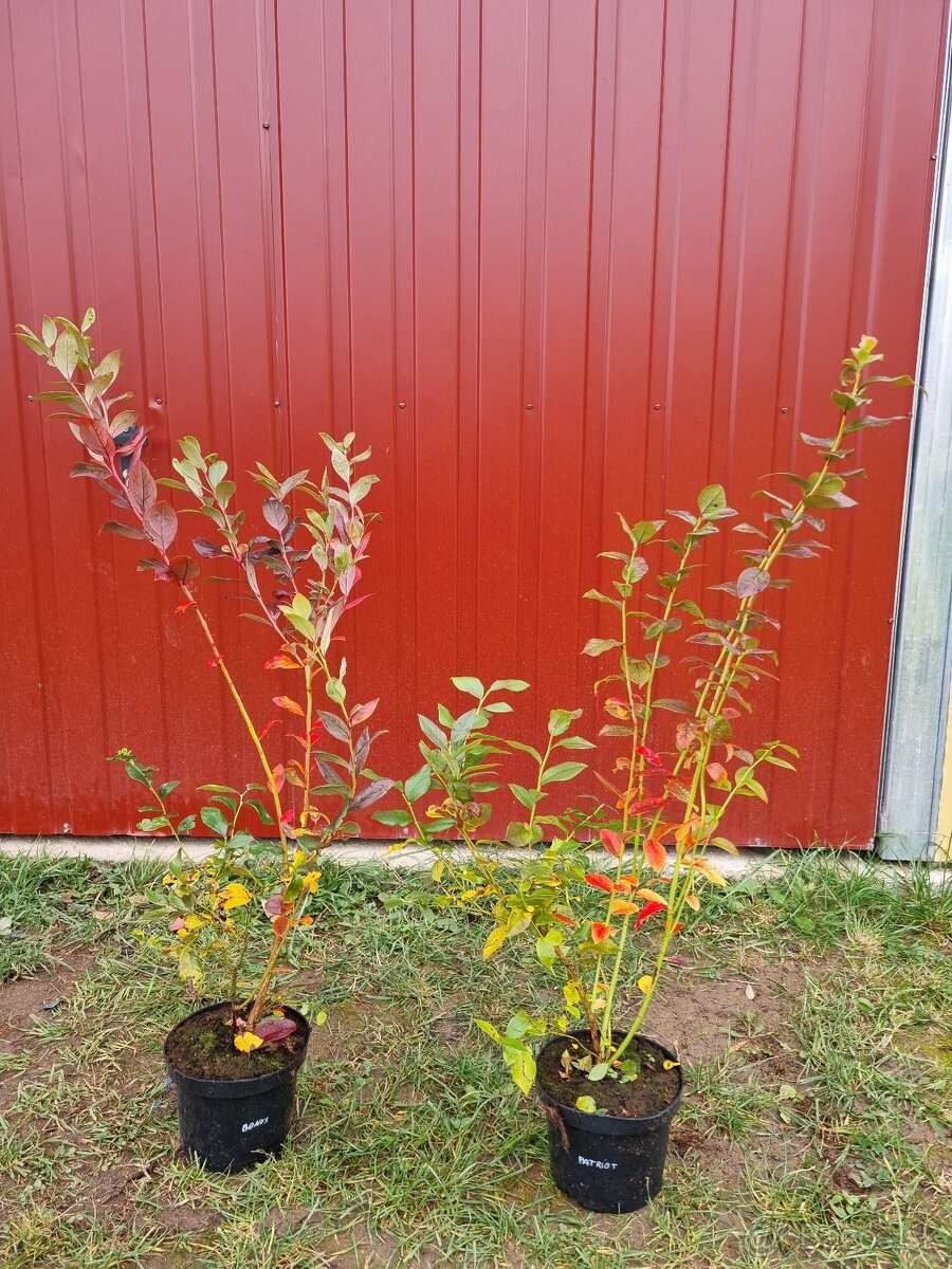 Čučoriedky kanadské sadenice - 3