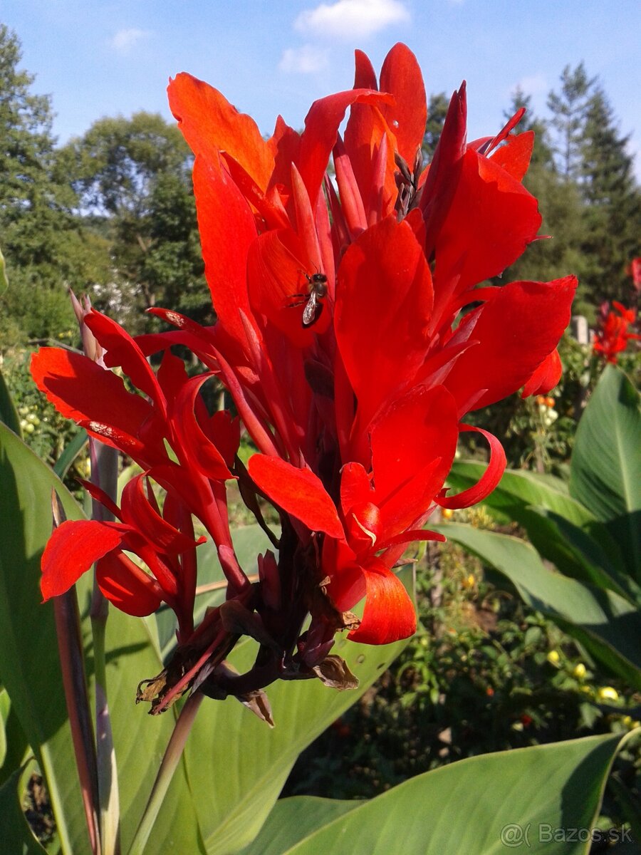 ČERVENÁ KANA INDICKÁ - 3